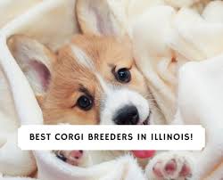 Find corgi in dogs & puppies for rehoming | find dogs and puppies locally for sale or adoption in ontario : 4 Best Corgi Breeders In Illinois 2021 We Love Doodles