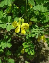 Image result for Microcharis annua