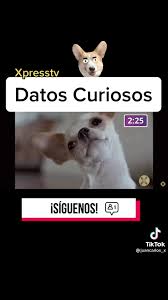 Juegos de guerra sin internet 1.6.2.2 apk (lastest version). Esta Enfermedad Esta Perjudicando Pupy Pet Bolivia Facebook