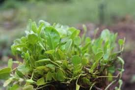 Image result for Falkia oblonga