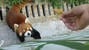 See more ideas about red panda, cute animals, panda. Cute And Funny Red Panda Video Gifs Cute Animals Cute Baby Animals Cute Funny Animals Funny Animal Memes Funny Cute Animals And Pets Cute Animal Videos Red Pandas Anime Animals