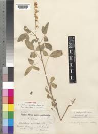 Image result for Crotalaria platysepala