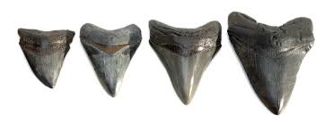 You can find the teeth of megalodons in parts of north america, especially at the bottom of creeks in north carolina, south carolina, and florida. Cooper River Diving For Megalodon Shark Fossils
