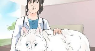 Comment Faire Un Repulsif Pour Chat Maison Bebe Tortue Repulsif Chat Maison Animaux Intelligents
