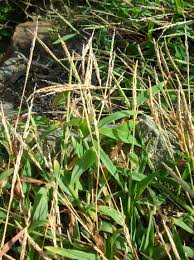 Image result for Digitaria thouaresiana