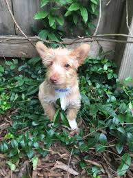 Maybe you would like to learn more about one of these? Adopt Darwin On Petfinder Scruffy Dogs Help Homeless Pets Terrier Mix Dogs
