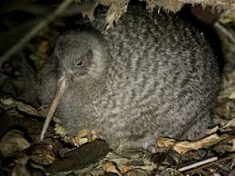 Image result for Pteris kivuensis