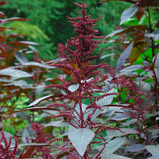 Image result for Amaranthus cruentus