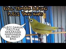Suara burung flamboyan jantan dan betina gacor full isian di alam liar pikat anakan mp3. Subscribe Channel Youtube Gacorkeun Kenapa Harga Pleci Dakun Pacitan Ori Yang Udah Gac Burung Latihan Youtube
