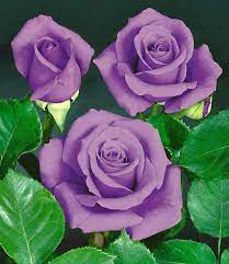 A woody perennial flowering plant of the genus rosa. Rosas Lilas Mejores Flores Rosas Bonitas Flores Exoticas