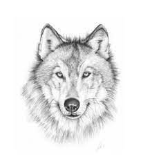Wolves And Writing Wolf Face Drawing Wolf Drawing Wolf Drawing Easy