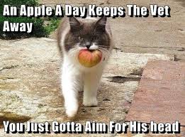 An Apple A Day Keeps The Vet Away Cat Memes Funny Cat Memes Grumpy Cat Humor