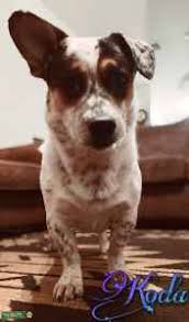 Cowboy corgi puppies for sale. Stud Dog Cowboy Corgi Stud Breed Your Dog