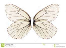 White Butterfly Wing Beautiful Isolated Background 46586891 Jpg 1 300 953 Pixels Asas Fotos Imagens Vetoriais