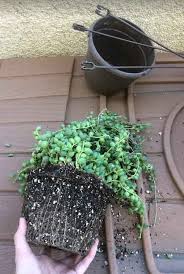 Some succulents are best being allowed to grow tall or straight out of a pot. String Of Pearls Plant Senecio Rowleyanus Care And Propagation Succulent Plant Care