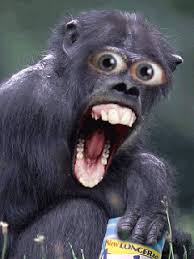 Https Encrypted Tbn0 Gstatic Com Images Q Tbn 3aand9gcsndb Ujzquicml4bj2klsj0ugce5jonztotg Usqp Cau