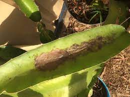 I put the cuttings in cactus mix and they have been getting water and part sun. Forum Dragon Fruit Rot Spreading Help
