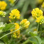 Black medic is normally a summer annual, but can act as a perennial in some conditions. Black Medic Weed How To Get Rid Of Black Medic