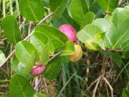 Icaque Ou Zikak Faune Et Flore Image Beautiful Image Guadeloupe