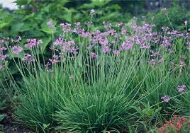 Image result for Tulbaghia alliacea