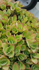 Kalanchoe Laetivirens Suculentas Cactos Cactos E Suculentas