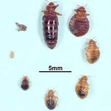 In that time, we've become an industry leader in. Best Pest Control Near Me April 2021 Find Nearby Pest Control Reviews Yelp