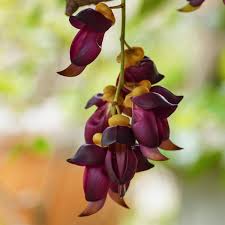 Image result for Mucuna