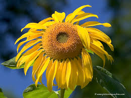 E a d g b e. Wallpaper Sunflower Jim Crotty Kapanlagi Com