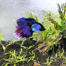 Pretty Male Feather Tail Dumbo Ear Betta Fish Betta Betta Fish Fish