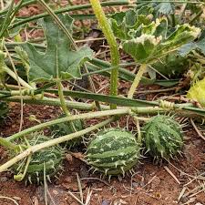 Image result for Cucumis myriocarpus