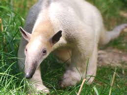 The Southern Tamandua Nt Also Called A Collared Anteater Is A Species Of Anteater From South America It Is A So Endangered Animals Animals Friends Animals