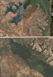 Image result for Cynorkis symoensii