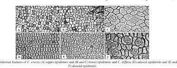 Image result for Aneilema lanceolatum