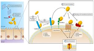 Walgreens pharmacy at 1145 main st in holden, ma. Toxins Free Full Text Insecticidal Activity Of Bacillus Thuringiensis Proteins Against Coleopteran Pests Html