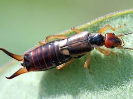 We did not find results for: Garden Help Desk How Can I Eliminate Earwigs Community News Heraldextra Com