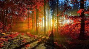 These free wallpaper sites were reviewed based on the quality, uniqueness, and quantity of wallpapers on their sites. Free Fall Screensavers Wallpapers Group 47
