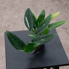 Image result for Selago albomarginata