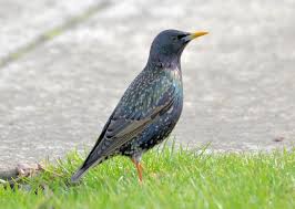 These starlings are native to europe. Bird Lore European Starling My Edmonds News