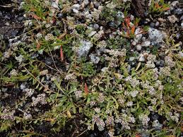 Image result for Corrigiola