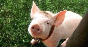 Image result for babe the movie