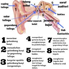 Mengesan maklumat di rangsangan otot atau rangsangan proses untuk yang hasilkan kelenjar dan documents similar to sistem saraf tingkatan 4. Form 3 Sistem Saraf Manusia Pusat Tuisyen Seri Amal Facebook