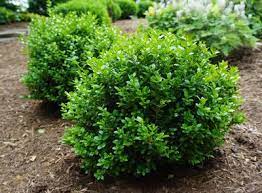 Baby gem boxwood shrubs are a broad leaved evergreen shrub that grows as tall as it does wide. Buxus Microphylla Little Missy Little Leaf Boxwood From Pleasant Run Nursery