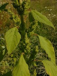 Image result for Amaranthus hybridus
