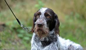 Image result for český fousek stavba těla