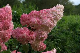 Image result for hydrangea paniculata vanille fraise
