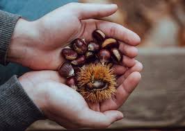 Les Promenades En Foret A L Automne Quoi De Mieux Pour Nos Chiens Et Chats Mais Attention Recette Chataigne Recettes De Cuisine Comment Cuire Des Chataignes