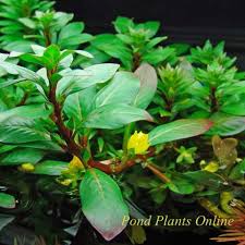 Image result for Ludwigia
