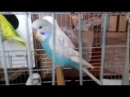 Jumbo Kirmasi Muhabbet Kusu Aldim Youtube