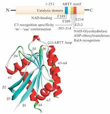 The botulinum toxin can cause botulism; Structure Function And Evolution Of Clostridium Botulinum C2 And C3 Toxins Insight To Poultry And Veterinary Vaccines Bentham Science