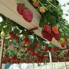 Grow Strawberries Upside Down In A Rain Gutter System Plants Gutter Garden Strawberry Garden